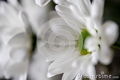 Close-up highly detailed shot of some beautiful white and green chrysanthemums Stock Photo